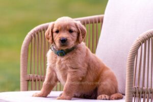 Image of Demi, a Golden Retriever puppy