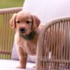 Image of Demi, a Golden Retriever puppy