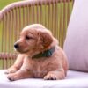 Image of Demi, a Golden Retriever puppy