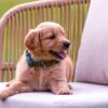 Image of Demi, a Golden Retriever puppy