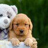 Image of Dolly, a Golden Retriever puppy