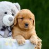 Image of Dolly, a Golden Retriever puppy