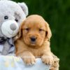 Image of Dolly, a Golden Retriever puppy