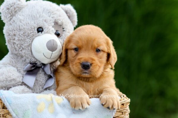 Image of Dolly, a Golden Retriever puppy