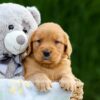 Image of Dolly, a Golden Retriever puppy