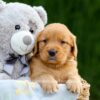Image of Dolly, a Golden Retriever puppy