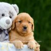 Image of Dolly, a Golden Retriever puppy