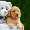 Image of Dolly, a Golden Retriever puppy