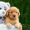 Image of Dolly, a Golden Retriever puppy