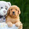 Image of Dolly, a Golden Retriever puppy