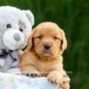 Image of Dolly, a Golden Retriever puppy