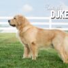 Image of Duke ❤️ Willow - July 26, a Golden Retriever puppy