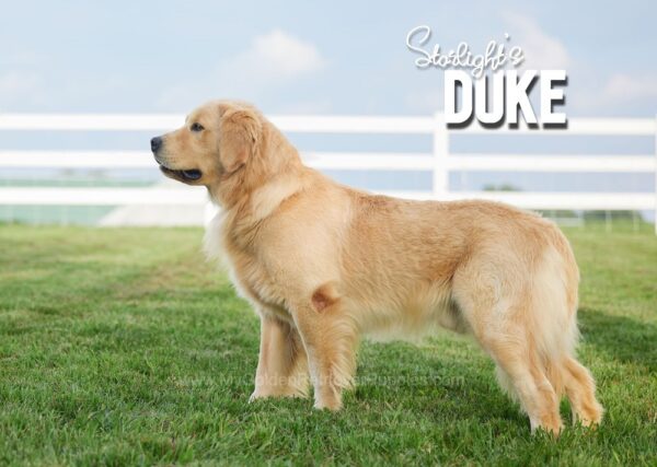 Image of Duke ❤️ Willow - July 26, a Golden Retriever puppy
