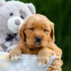 Image of Duke, a Golden Retriever puppy