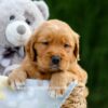 Image of Duke, a Golden Retriever puppy