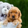 Image of Duke, a Golden Retriever puppy