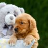 Image of Duke, a Golden Retriever puppy