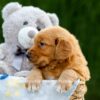 Image of Duke, a Golden Retriever puppy