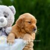 Image of Duke, a Golden Retriever puppy