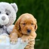 Image of Duke, a Golden Retriever puppy