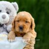 Image of Duke, a Golden Retriever puppy