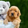 Image of Duke, a Golden Retriever puppy