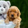 Image of Duke, a Golden Retriever puppy