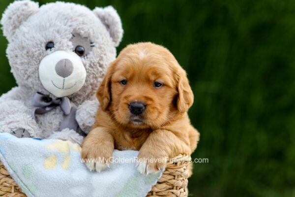 Image of Duke, a Golden Retriever puppy