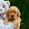 Image of Duke, a Golden Retriever puppy