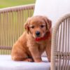 Image of Echo, a Golden Retriever puppy