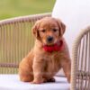Image of Echo, a Golden Retriever puppy