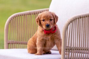 Image of Echo, a Golden Retriever puppy