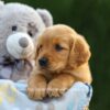 Image of Eden, a Golden Retriever puppy