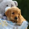 Image of Eden, a Golden Retriever puppy