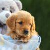 Image of Eden, a Golden Retriever puppy