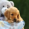 Image of Eden, a Golden Retriever puppy