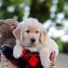 Image of Gabby, a Golden Retriever puppy