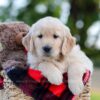 Image of Gabby, a Golden Retriever puppy