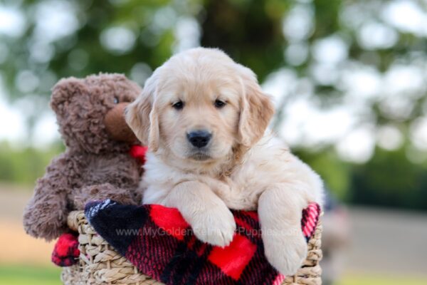 Image of Gabby, a Golden Retriever puppy