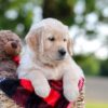 Image of Gabby, a Golden Retriever puppy