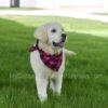 Image of Happy, a Golden Retriever puppy