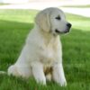 Image of Happy, a Golden Retriever puppy