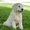 Image of Happy, a Golden Retriever puppy