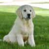 Image of Happy, a Golden Retriever puppy