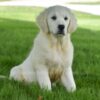 Image of Happy, a Golden Retriever puppy