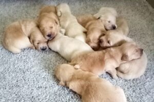 Image of Gunner ❤️ Macy - July 26, a Golden Retriever puppy