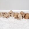 Image of Gunner ❤️ Macy - July 26, a Golden Retriever puppy