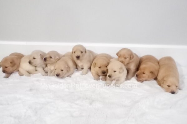Image of Gunner ❤️ Macy - July 26, a Golden Retriever puppy