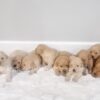 Image of Gunner ❤️ Macy - July 26, a Golden Retriever puppy