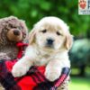Image of Laila, a Golden Retriever puppy